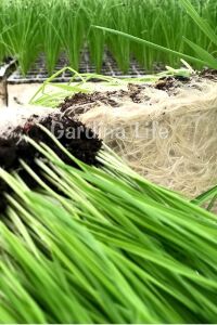 Kedi Otu Kedi Çimi Arpa 100 Gr. Cat Grass - 6