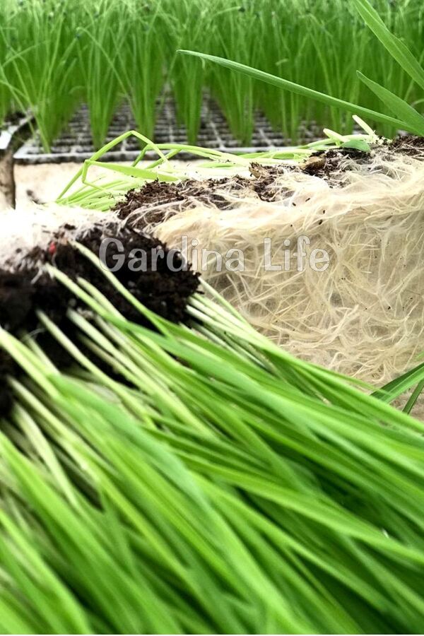 Kedi Otu Kedi Çimi Arpa 100 Gr. Cat Grass - 6