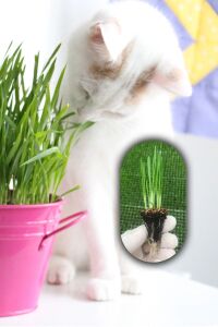 Kedi Otu - Kedi Çimi Fidesi  Mix Karışım (tüy Yumağı Önleyici) Cat Grass - 1