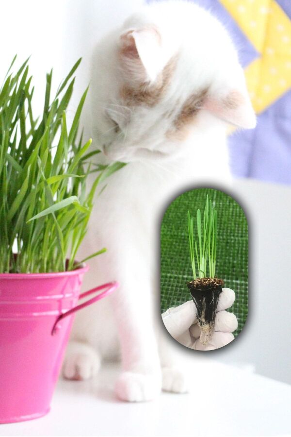 Kedi Otu - Kedi Çimi Fidesi  Mix Karışım (tüy Yumağı Önleyici) Cat Grass - 1