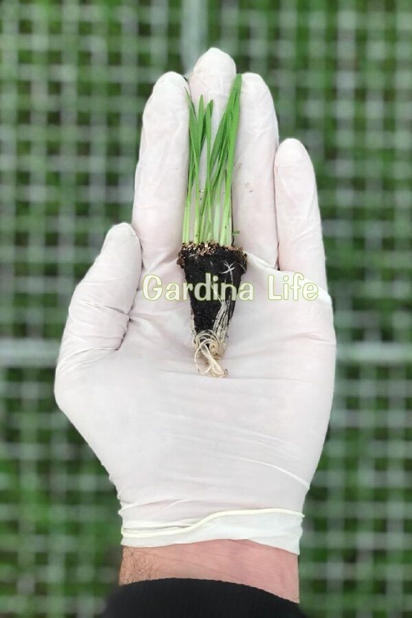 Kedi Otu - Kedi Çimi Fidesi  Mix Karışım (tüy Yumağı Önleyici) Cat Grass - 2