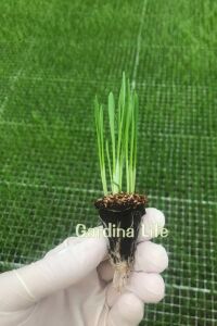 Kedi Otu - Kedi Çimi Fidesi  Mix Karışım (tüy Yumağı Önleyici) Cat Grass - 3