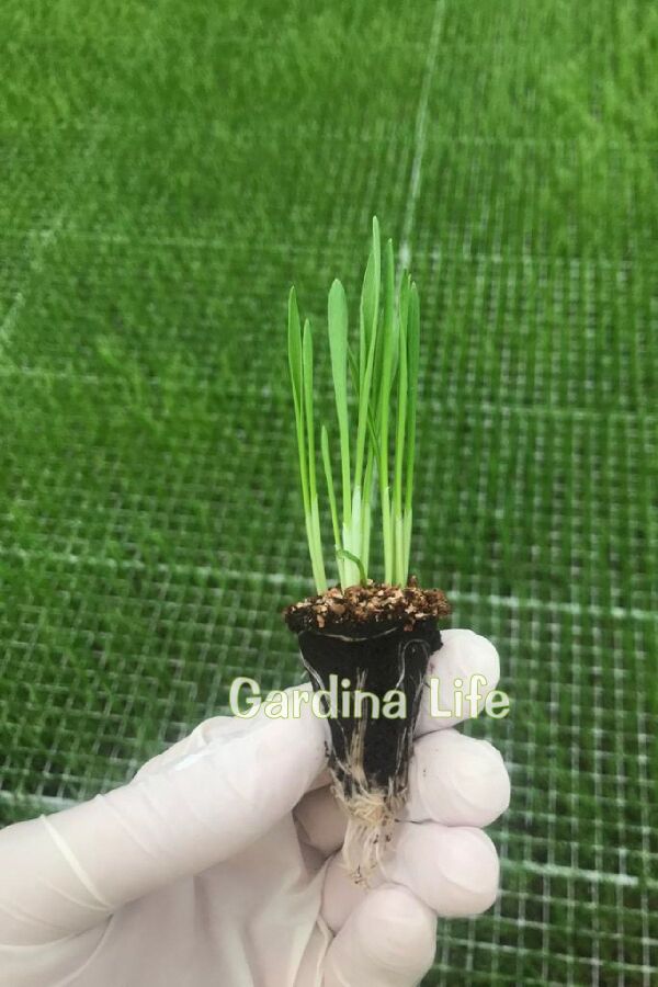 Kedi Otu - Kedi Çimi Fidesi  Mix Karışım (tüy Yumağı Önleyici) Cat Grass - 3