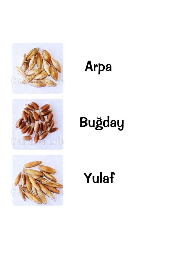 Kedi Otu - Kedi Çimi Fidesi  Mix Karışım (tüy Yumağı Önleyici) Cat Grass - 4