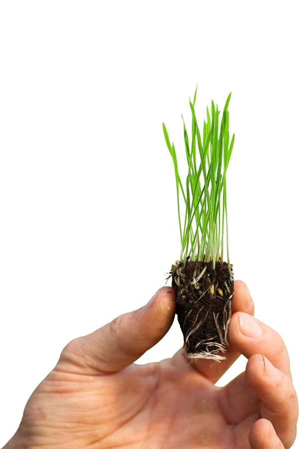 Kedi Otu - Kedi Çimi Fidesi  Mix Karışım (tüy Yumağı Önleyici) Cat Grass - 5