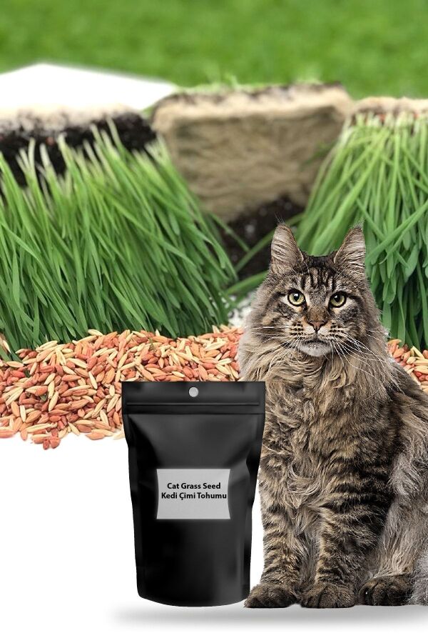 Kedi Otu Kedi Çimi Mix Karışım 100 Gr. Tohum (TÜY YUMAĞI ÖNLEYİCİ) Cat Grass - 1