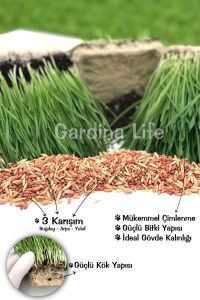 Kedi Otu Kedi Çimi Mix Karışım 100 Gr. Tohum (TÜY YUMAĞI ÖNLEYİCİ) Cat Grass - 2