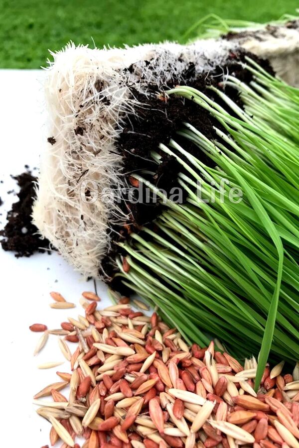 Kedi Otu Kedi Çimi Mix Karışım 100 Gr. Tohum (TÜY YUMAĞI ÖNLEYİCİ) Cat Grass - 5