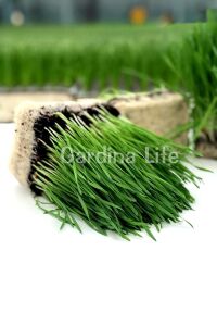 Kedi Otu Kedi Çimi Yulaf Tohumu 100 Gr. Cat Grass - 2