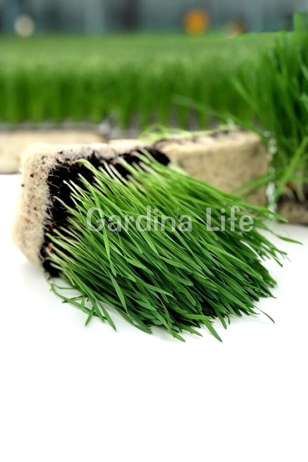 Kedi Otu Kedi Çimi Yulaf Tohumu 100 Gr. Cat Grass - 2