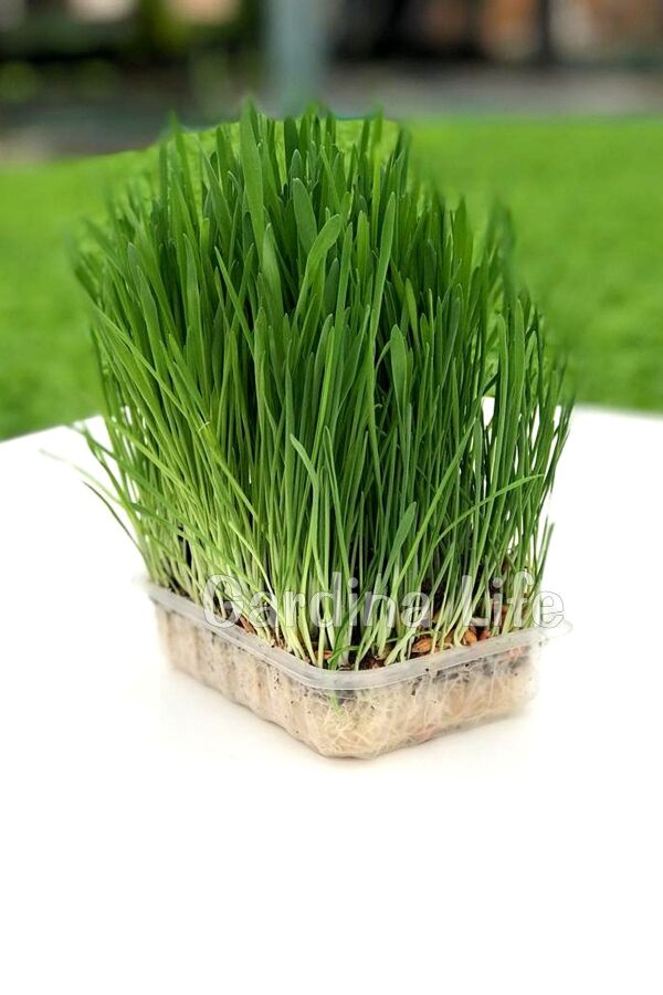 Kedi Otu Kedi Çimi Yulaf Tohumu 100 Gr. Cat Grass - 3