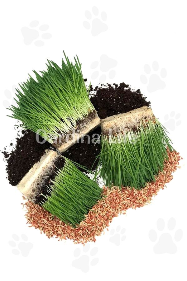 Kedi Otu Kedi Çimi Yulaf Tohumu 100 Gr. Cat Grass - 4