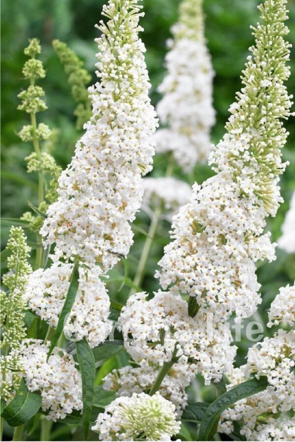 Kelebek Çalısı Fidanı Bodur Cins Beyaz ( Buddleja Dav. Free Petite Snow White )