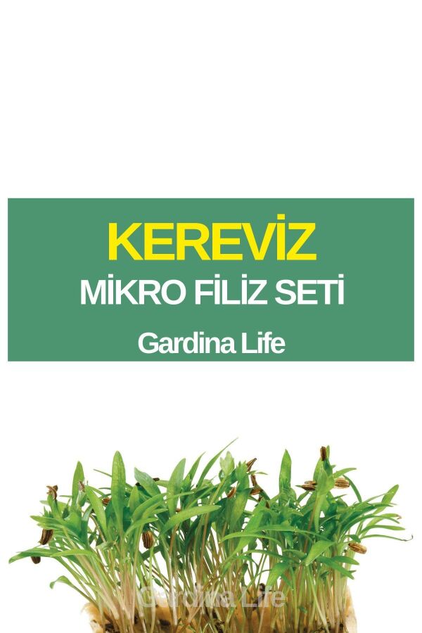 Kereviz Mikro Filiz Seti - 1