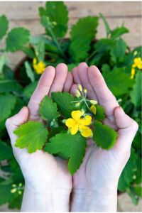 Kırlangıç Otu Fidesi (chelidonium Majus) - 1