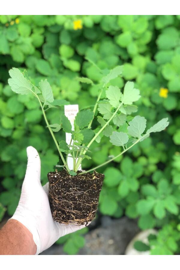 Kırlangıç Otu Fidesi (chelidonium Majus) - 2