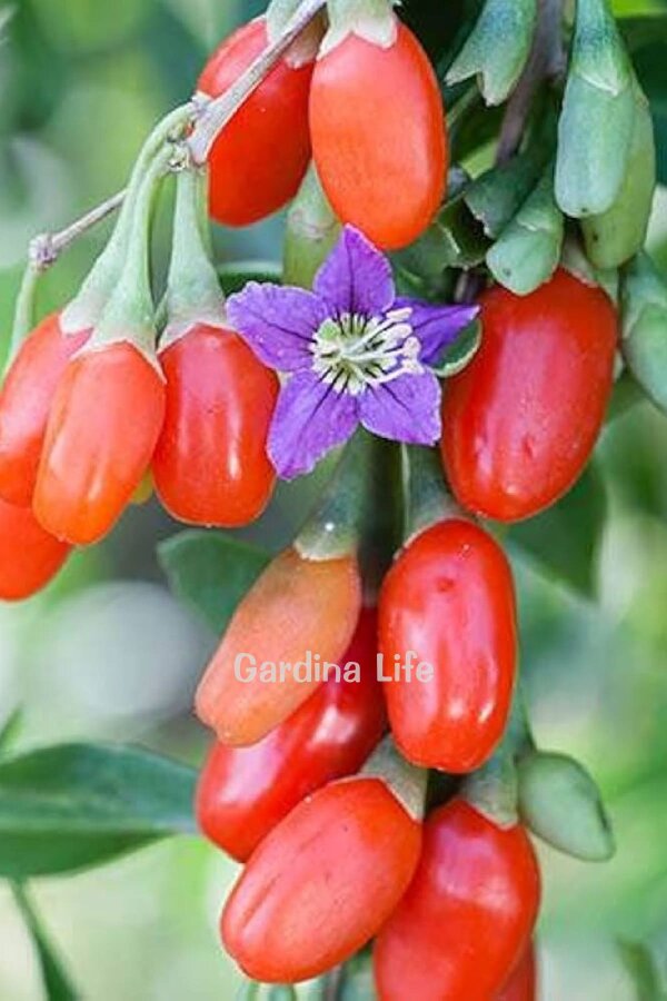 Kırmızı Goji Berry Fidanı  ( Lycium Barbarum Little Goji ) - 1