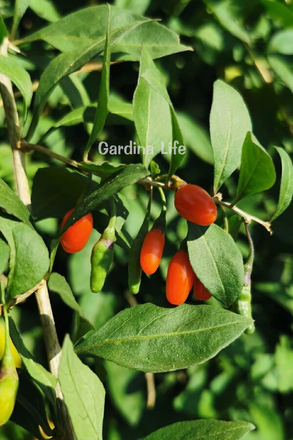 Kırmızı Goji Berry Fidanı  ( Lycium Barbarum Little Goji ) - 3