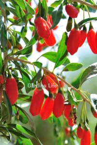 Kırmızı Goji Berry Fidanı  ( Lycium Barbarum Little Goji ) - 4