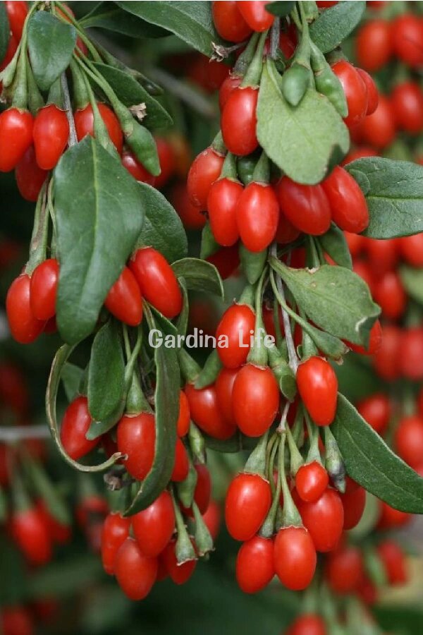 Kırmızı Goji Berry Fidanı  ( Lycium Barbarum Little Goji ) - 5