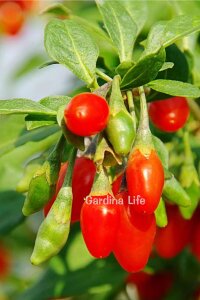 Kırmızı Goji Berry Fidanı  ( Lycium Barbarum Little Goji ) - 6