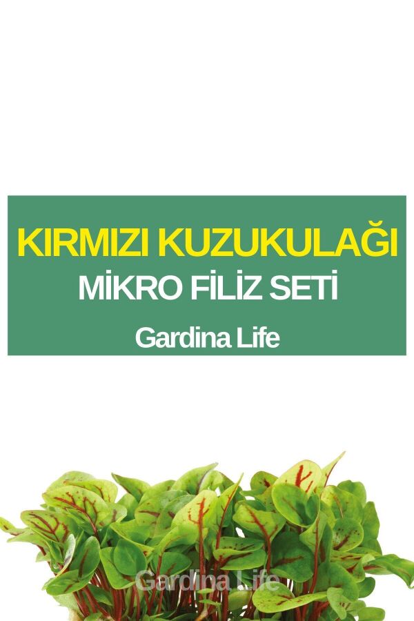 Kırmızı Kuzukulağı Mikro Filiz Seti - 1