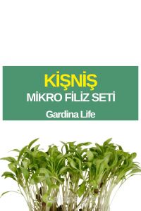 Kişniş Mikro Filiz Seti - 1