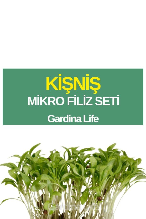 Kişniş Mikro Filiz Seti - 1