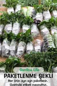 Kıvırcık Marul Fidesi 10 Adet - 4