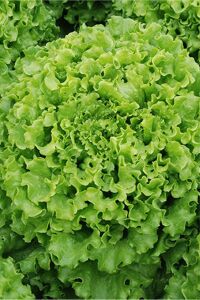 Kıvırcık Marul Tohumu 25 Gr. 20.000 + Tohum - 1