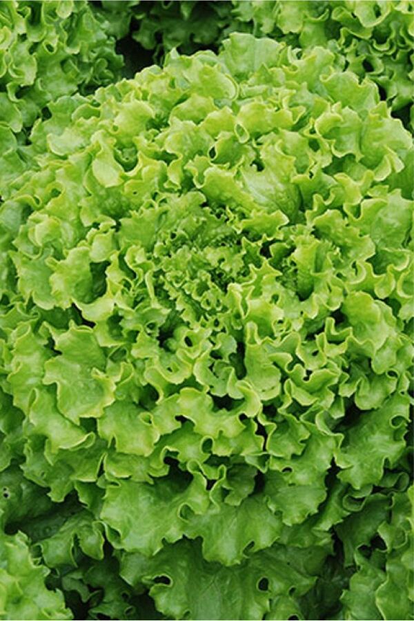 Kıvırcık Marul Tohumu 25 Gr. 20.000 + Tohum - 1