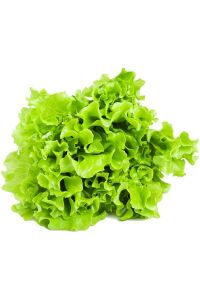 Kıvırcık Marul Tohumu 25 Gr. 20.000 + Tohum - 2