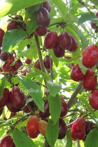 Kızılcık Fidanı  ( Cornus Mas ) - 1