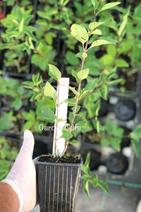 Kızılcık Fidanı  ( Cornus Mas ) - 2