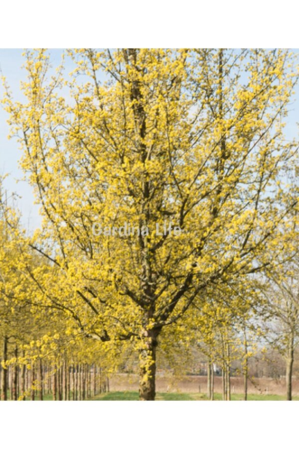 Kızılcık Fidanı  ( Cornus Mas ) - 3