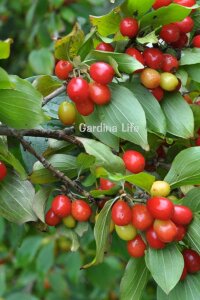 Kızılcık Fidanı  ( Cornus Mas ) - 4