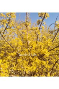 Kızılcık Fidanı  ( Cornus Mas ) - 5