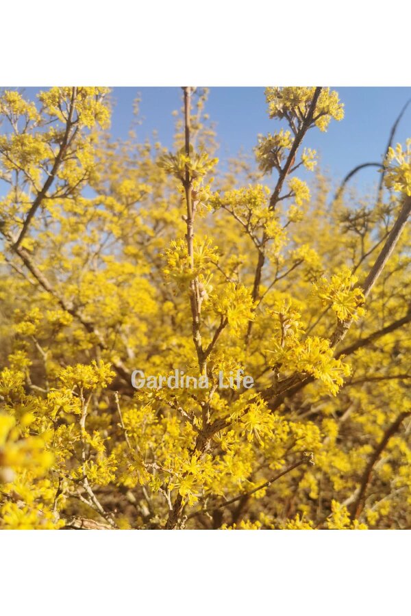 Kızılcık Fidanı  ( Cornus Mas ) - 5