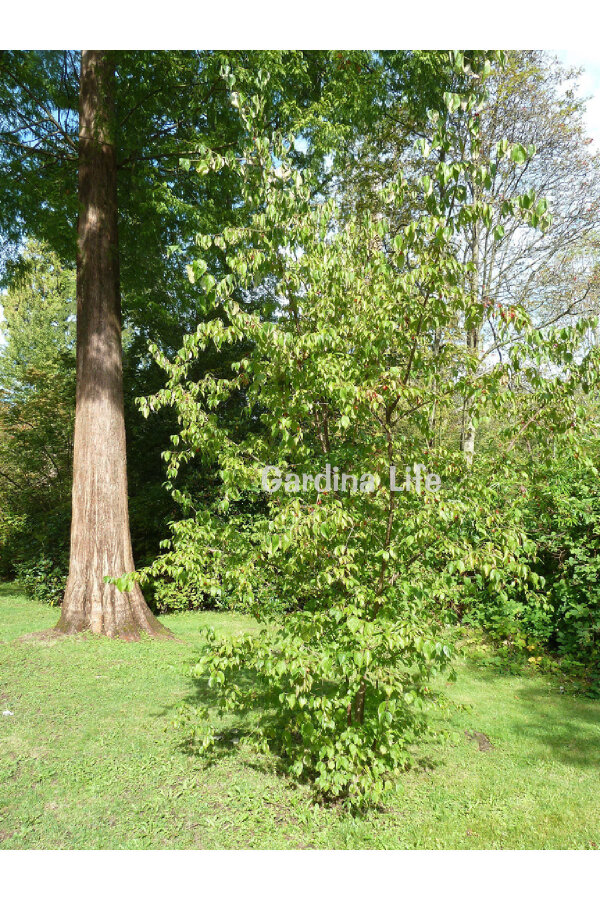 Kızılcık Fidanı  ( Cornus Mas ) - 6