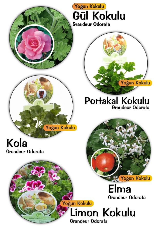  Sardunya Fidesi 4 Adet ( Gül - Limon - Kola - Portakal - Elma ) Pelargonium X Species - 1