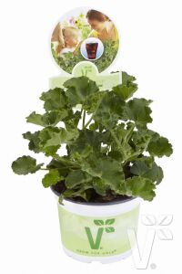  Sardunya Fidesi 4 Adet ( Gül - Limon - Kola - Portakal - Elma ) Pelargonium X Species - 4