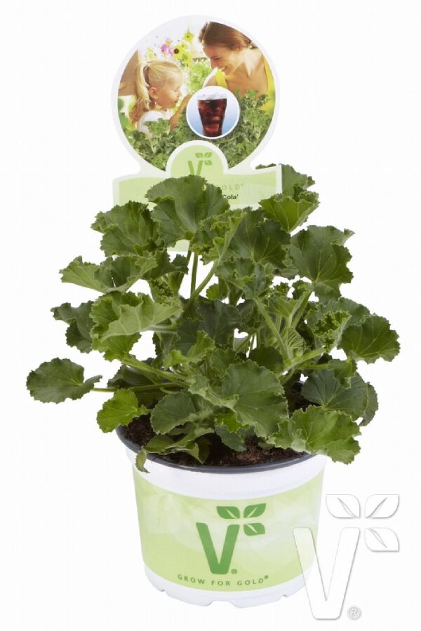  Sardunya Fidesi 4 Adet ( Gül - Limon - Kola - Portakal - Elma ) Pelargonium X Species - 4