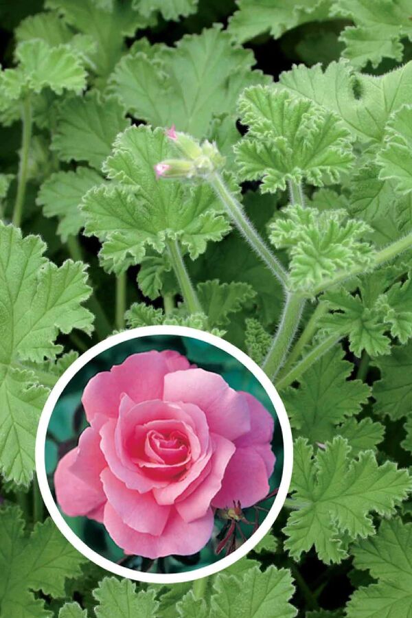  Sardunya Fidesi 4 Adet ( Gül - Limon - Kola - Portakal - Elma ) Pelargonium X Species - 5