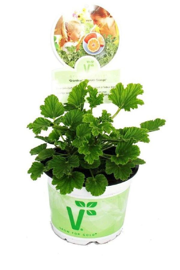  Sardunya Fidesi 4 Adet ( Gül - Limon - Kola - Portakal - Elma ) Pelargonium X Species - 7