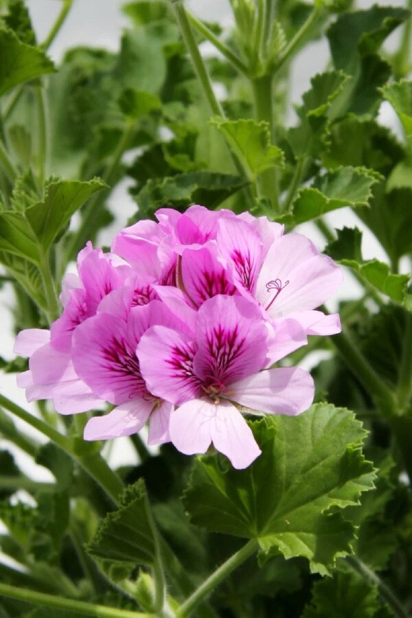 Kola  Sardunya Fidesi Yoğun  ( Pelargonium Species Odorata ) Cola  - 1