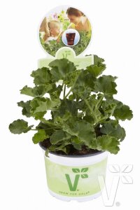 Kola  Sardunya Fidesi Yoğun  ( Pelargonium Species Odorata ) Cola  - 2