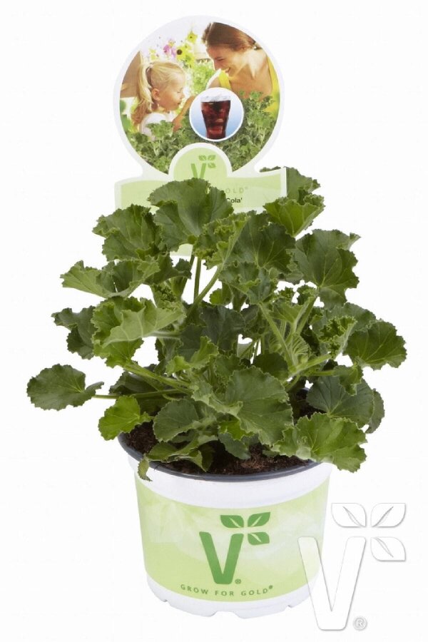 Kola  Sardunya Fidesi Yoğun  ( Pelargonium Species Odorata ) Cola  - 2
