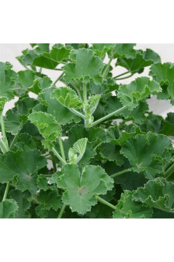 Kola  Sardunya Fidesi Yoğun  ( Pelargonium Species Odorata ) Cola  - 3