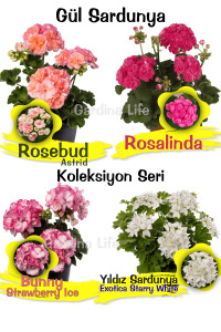 Koleksiyon Özel Tür Gül Sardunya  Fide Seti 4 Farklı Tür - 1