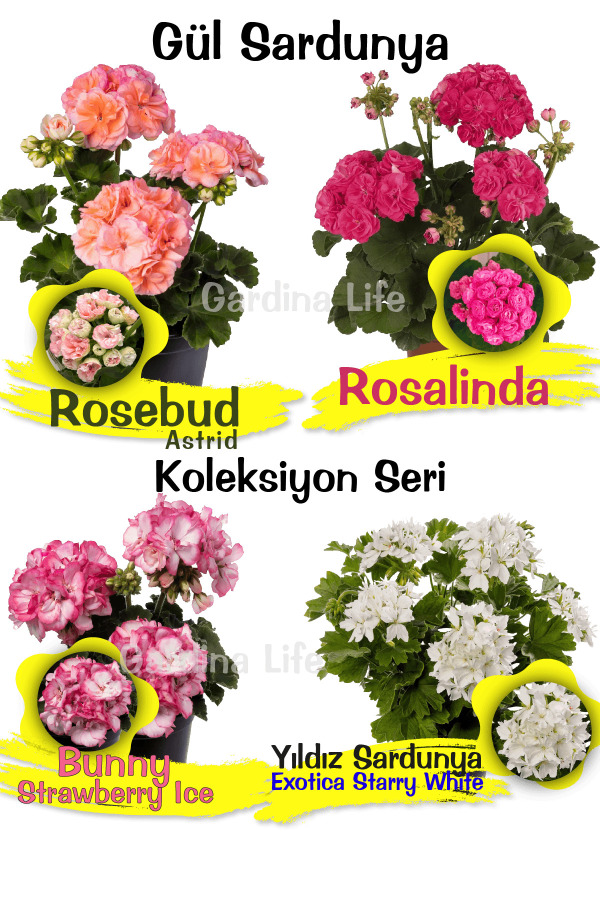 Koleksiyon Özel Tür Gül Sardunya  Fide Seti 4 Farklı Tür - 1